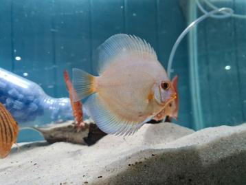 Discus Blue Diamond, Symphysodon Discus Blue Diamond beschikbaar voor biedingen