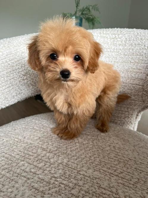 Premium F1 maltipoo micro teefje, Dieren en Toebehoren, Honden | Chihuahua's en Gezelschapshonden, Teef, Overige rassen, Particulier