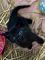 Kittens, Dieren en Toebehoren, Katten en Kittens | Overige Katten, Meerdere dieren, Kortharig, 0 tot 2 jaar