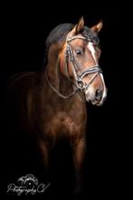 Knappe dressuur D-pony, Dieren en Toebehoren, Ruin