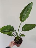 Strelizia Reginae / Paradijsvogel, Ophalen of Verzenden, Minder dan 100 cm