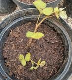 Bramen plantjes, Tuin en Terras, Ophalen, Minder dan 100 cm, Overige soorten, Zomer