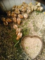 Te koop kuikens soort Lohman.moeten nog warmte hebben., Dieren en Toebehoren, Pluimvee, Vrouwelijk, Kip