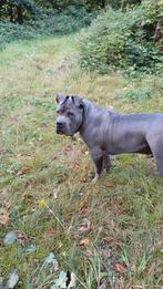 American Bully  xxl, Dieren en Toebehoren, 15 weken tot 1 jaar, Reu, Bulldog, Eén hond