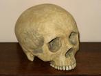 realistische REPLICA Schedel mens, Skull anatomie BUDGET #21, Nieuw, Rariteitenkabinet Memento mori vintage apotheek Gothic horror