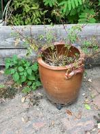 Grote Keulse pot bruin, Ophalen, Tuin, Steen, Gebruikt