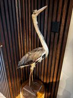 Opgezette Reiger - Prachtig Decoratiestuk, Ophalen