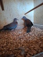 Koppels senegaal duiven, Dieren en Toebehoren, Vogels | Overige Vogels, Meerdere dieren