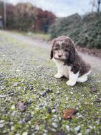 Italiaanse waterhond pups  bij ons geboren(geen import), Parvo, België, Overige rassen, 8 tot 15 weken