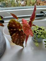 Stekjes stipbegonia, Ophalen of Verzenden, Halfschaduw, Minder dan 100 cm