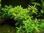 Belgisch groen aquarium plant stekje - hygrophila polysperma, Ophalen of Verzenden, Zo goed als nieuw, Plant(en), Steen of Hout