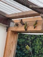 Koppel Japanse Meeuwtjes aangeboden!, Dieren en Toebehoren, Meerdere dieren, Tropenvogel, Geringd