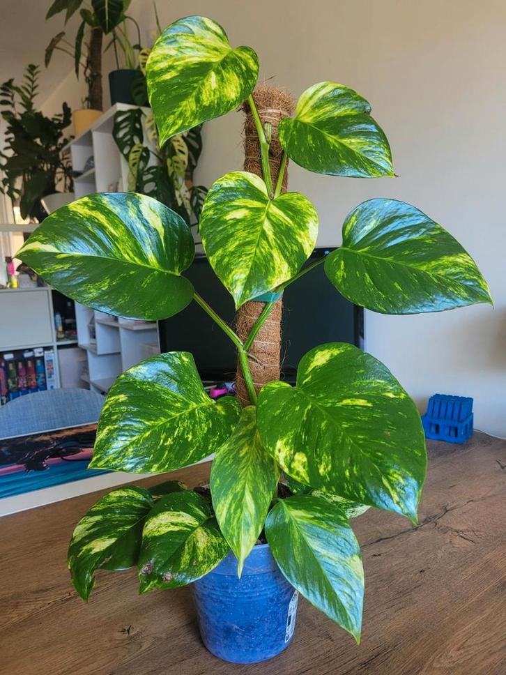 Gouden Pothos Klimplant, Huis en Inrichting, Kamerplanten, Overige soorten, Minder dan 100 cm, Groene kamerplant, Halfschaduw