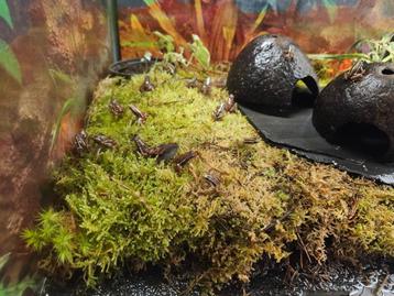 E. anthonyi (tricolor) Driestreep kikker  beschikbaar voor biedingen