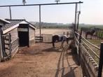 Paardenstalling in Waverveen, Dieren en Toebehoren, Stalling en Weidegang, Weidegang, 2 of 3 paarden of pony's