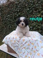 Te koop mooie kleinblijvende speelse boomer pups, Parvo, 8 tot 15 weken, Meerdere, Meerdere dieren