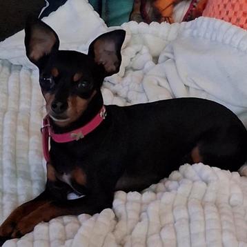 Miniatuur pinscher teefje beschikbaar voor biedingen