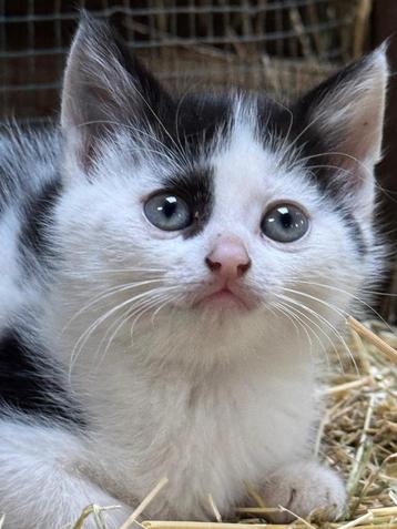 Lieve boerderij kittens te koop! beschikbaar voor biedingen
