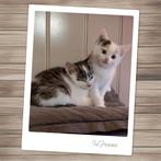 Grijswit katertje en lichte lapjespoes / 9 wkn, Dieren en Toebehoren, Katten en Kittens | Overige Katten, Meerdere dieren, Kortharig