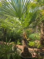 Palm, winterhard met mooie volle kroon, nu met korting., Ophalen of Verzenden