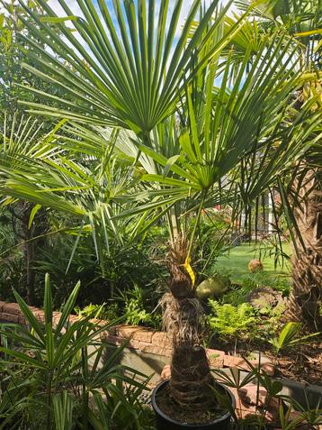 Palm, winterhard met mooie volle kroon, nu met korting. beschikbaar voor biedingen