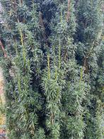 KERSTGROEN TAXUS Baccata Fastigiata, Ophalen, Bloeit niet, Overige soorten, Volle zon