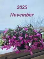 Schlumbergera Plant, Ophalen, Cactus, Minder dan 100 cm, Bloeiende kamerplant