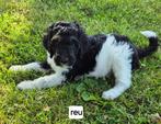 Schitterende konings poedel pups, Poedel, 8 tot 15 weken, CDV (hondenziekte), Meerdere