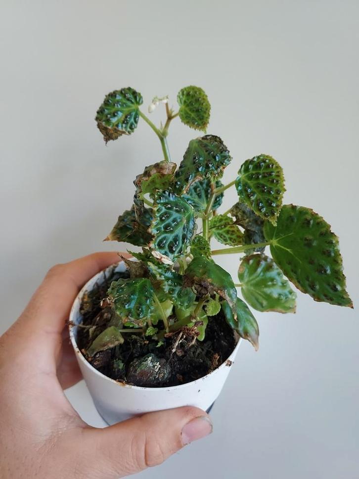 Begonia Dracopelta, Huis en Inrichting, Kamerplanten, Minder dan 100 cm, Halfschaduw, Ophalen of Verzenden