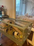 Caviahok incl. accesoires, Dieren en Toebehoren, Ophalen, 110 cm of meer, Hamster, 60 tot 90 cm