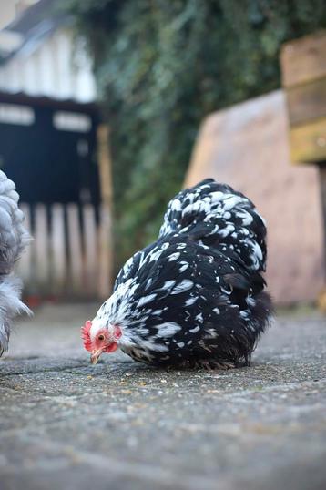 Cochin kriel broedeieren 🥚🐣 beschikbaar voor biedingen