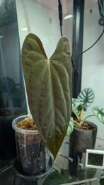 Anthurium Papillilaminum Lago Gatun F1, Huis en Inrichting, Kamerplanten, Overige soorten, In pot, Minder dan 100 cm, Groene kamerplant