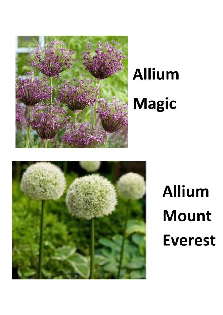Allium bloembollen, Hobby en Vrije tijd, Overige Hobby en Vrije tijd, Nieuw, Ophalen of Verzenden