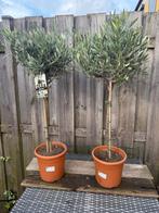 Olijfboom, Tuin en Terras, Planten | Bomen, Lente, Olijfboom, Minder dan 100 cm, Ophalen