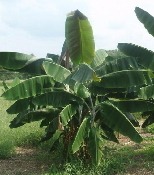 10 x Musa thomsonii banaan zaden, Tuin en Terras, Bloembollen en Zaden, Zaad, Gehele jaar, Ophalen