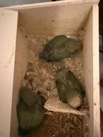 Jonge agapornissen te koop, Geslacht onbekend, Dwergpapegaai of Agapornis, Tam