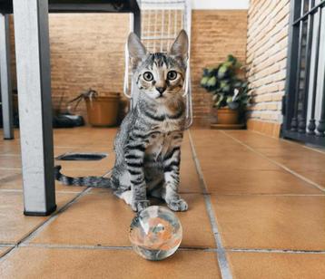 Jarela, PomPon achter gelaten, 27-07-2025, reisklaar beschikbaar voor biedingen