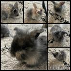 Konijnen te koop!, Dieren en Toebehoren, Konijnen, Meerdere dieren, Klein, Hangoor