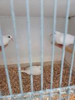 Witte senegal duiven, Meerdere dieren, Overige soorten