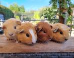 Jonge cavia's, erg lief en kinderen gewend, Cavia, Augustus, Meerdere dieren, Tam