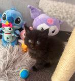 4 x Ragdoll kittens nu te reserveren, Meerdere dieren, Ontwormd, 0 tot 2 jaar