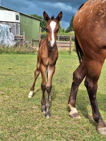 Appaloosa Merrie Veulen  beschikbaar voor biedingen