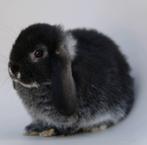 Mini Lop konijn ram, Dieren en Toebehoren, Konijnen, Mannelijk, Dwerg, Hangoor, 0 tot 2 jaar