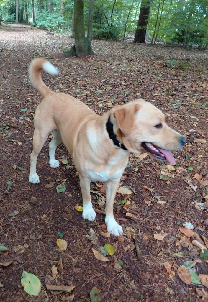 Nestaankondiging labrador pups, nog ruim 3 weken....., Dieren en Toebehoren, Honden | Niet-rashonden, Meerdere dieren, Particulier
