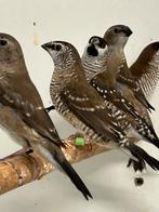 Ceresa amandine, Dieren en Toebehoren, Vogels | Overige Vogels, Mannelijk