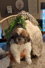 Te koop 3 SHIH TZU PUPS, Dieren en Toebehoren, Overige rassen, 8 tot 15 weken, Meerdere, Meerdere dieren