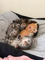 Kittens, Dieren en Toebehoren, Katten en Kittens | Overige Katten, Meerdere dieren, Langharig, 0 tot 2 jaar