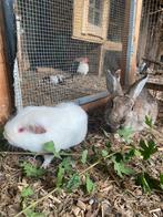 Cavia en konijn, Dieren en Toebehoren, Konijnen, Mannelijk, Klein, 0 tot 2 jaar