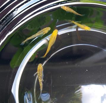 Champagne Japanse rijstvis, Medaka, mini-koi beschikbaar voor biedingen