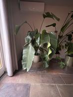 Grote strelitzia, Huis en Inrichting, Kamerplanten, Ophalen, Overige soorten, 200 cm of meer
